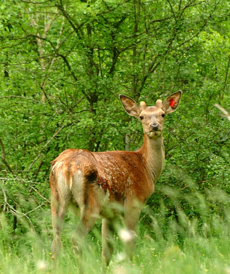 PASSIONE PER IL CERVO